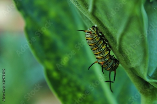 an adult caterpillar © Witchayut
