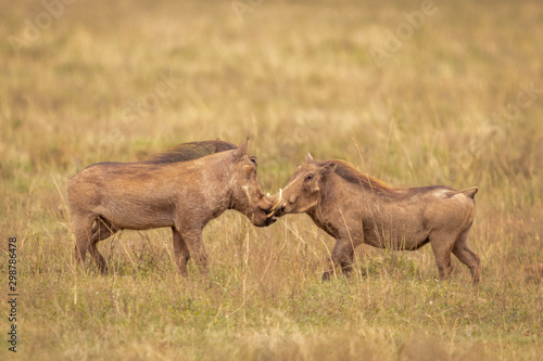 Warhogs in Nairobi National Park