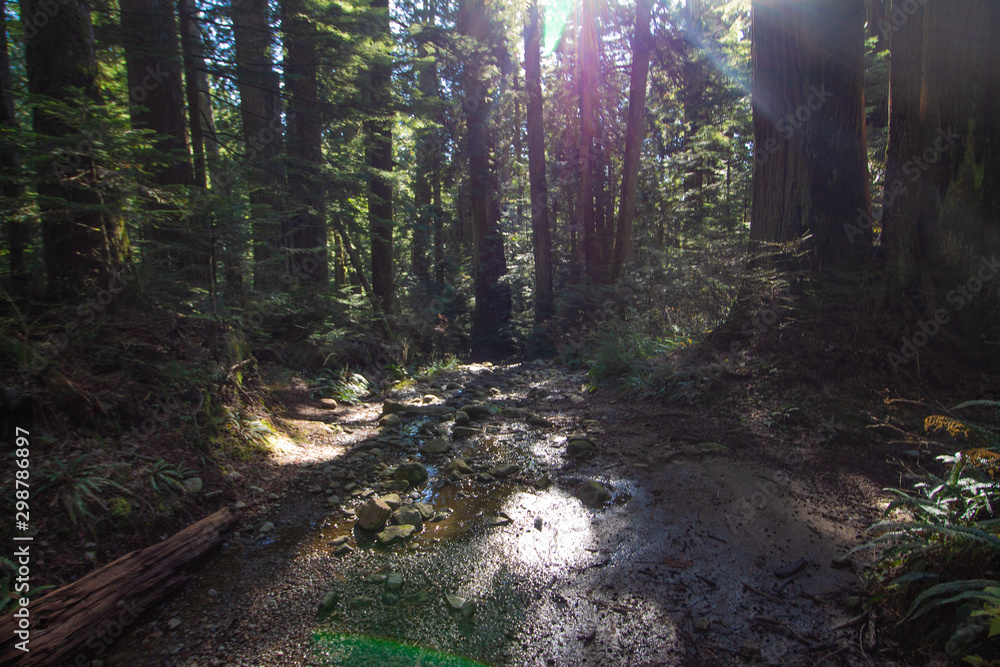 Obraz premium Brothers Creek, Vancouver, October