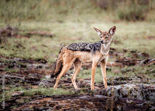 Jackal in Nairobi National Park