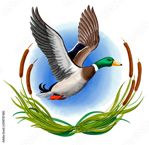 Obraz na plátně Flying mallard duck. Digital illustration