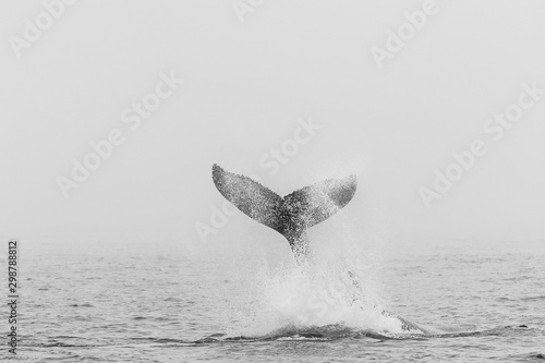 The Tail of a Humpback whale - Megaptera novaeangliae- emerging from the surface of the ocean, near Walvis Bay, Namibia. photo