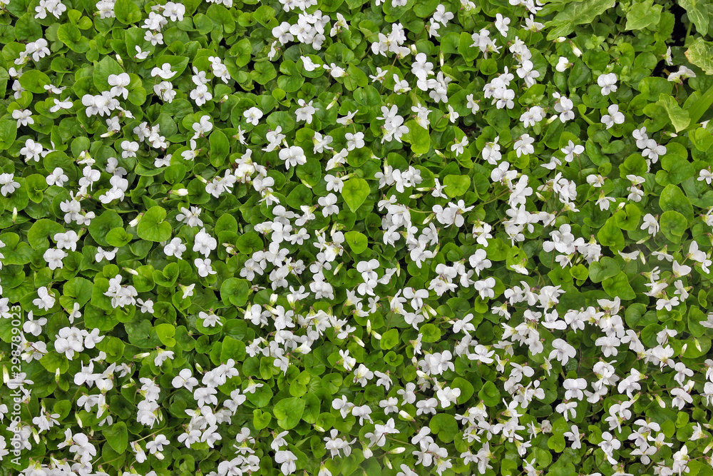 Spring May background from white gentle flowers and green leaves with rain water drops