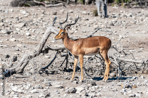 Closeup of an Impala - Aepyceros melampus- grazing on the plains of Etosha National Park, Namibia.