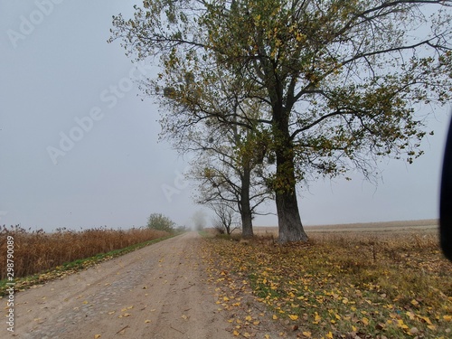 Fototapeta Naklejka Na Ścianę i Meble -  road in the forest
