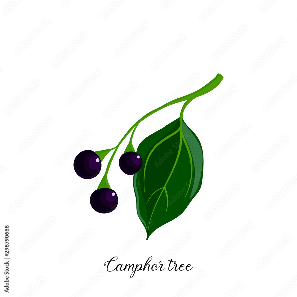 Obraz premium vector drawing branch of camphor tree