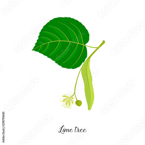 vector drawing branch of lime tree
