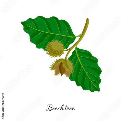Fotografia vector drawing branch of beech tree