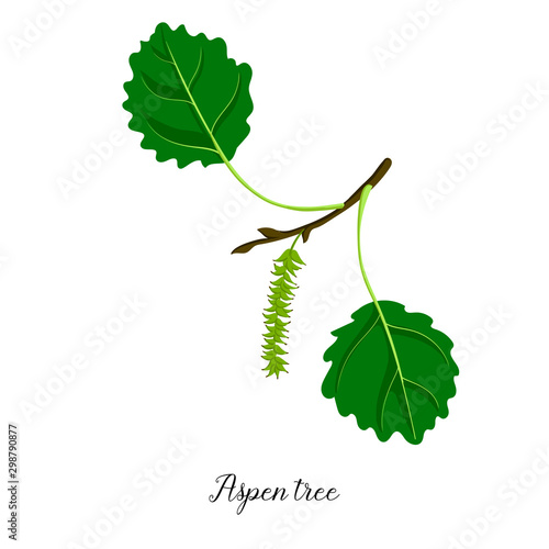 vector drawing branch of aspen tree