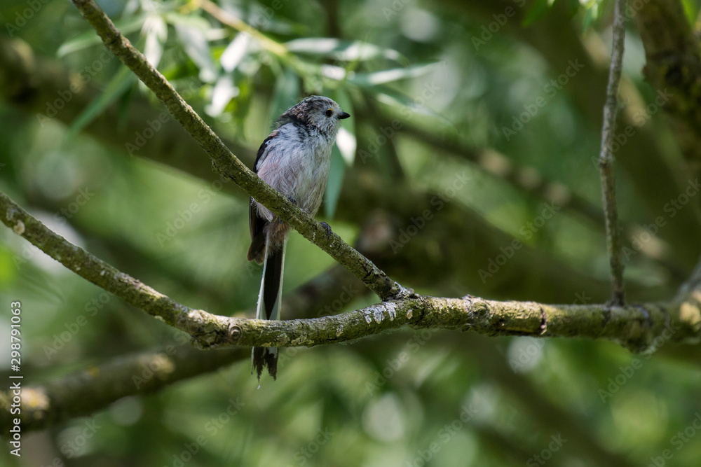 Obraz premium The long-tailed tit Drava River