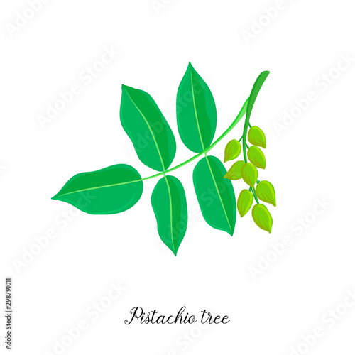 vector drawing branch of pistachio tree