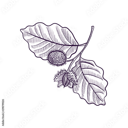 Photographie vector drawing branch of beech tree
