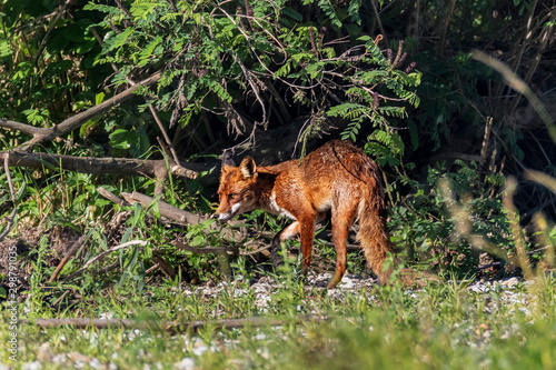 red fox ion the Drava River, Croatia