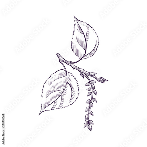 vector drawing branch of black poplar tree