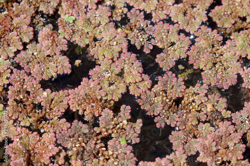 Azolla  the aquatic fern from the Drava River