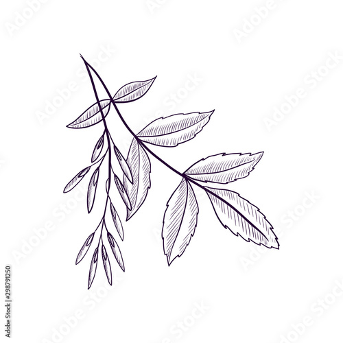 vector drawing branch of ash tree
