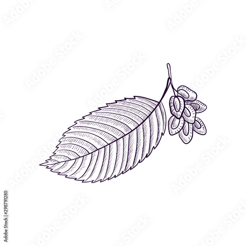vector drawing branch of elm tree