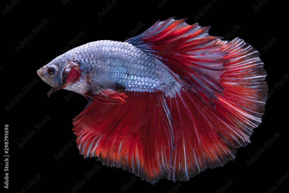 Fototapeta premium Betta Fish