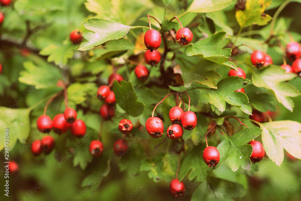 Ripe hawthorn berries on a bush in the autumn forest close-up