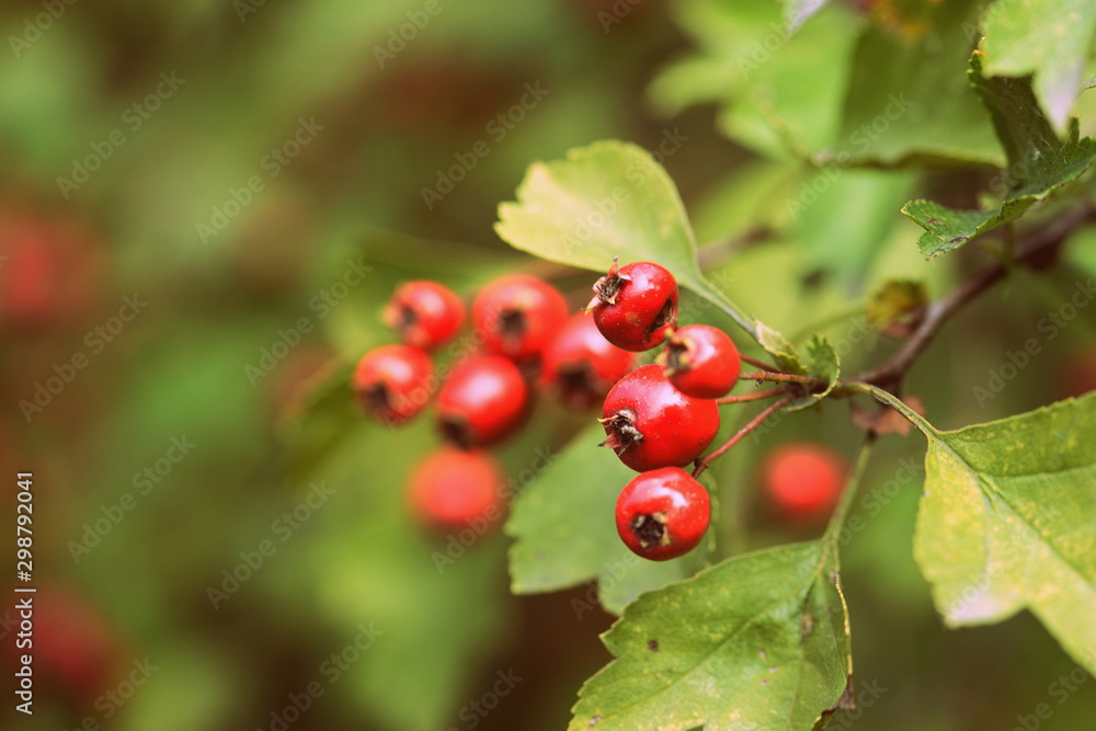 Ripe hawthorn berries on a bush in the autumn forest close-up Ripe hawthorn berries on a bush in the autumn forest close-up