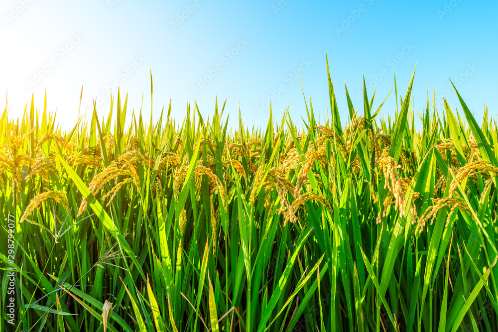 Ripe rice and beautiful sky in daylight Ripe rice and beautiful sky in daylight