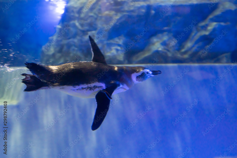 ペンギン