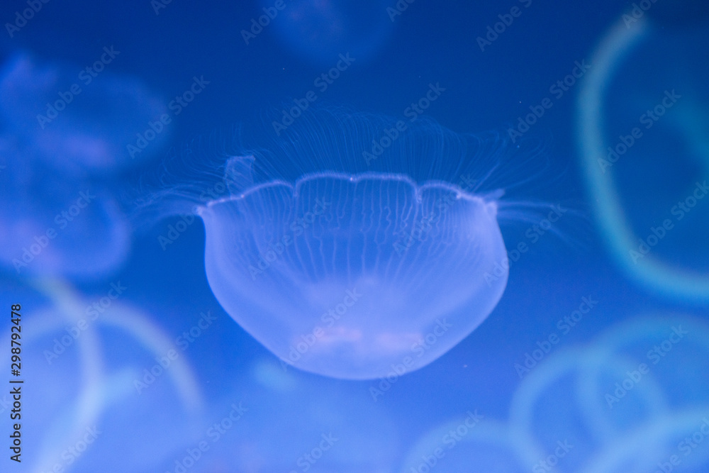 クラゲ