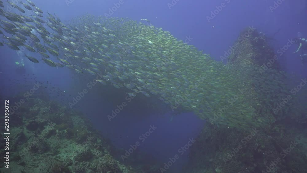 A School of The yellowstripe scad (Selaroides leptolepis) A School of The yellowstripe scad (Selaroides leptolepis)