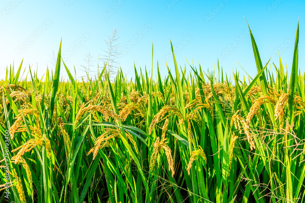 Obraz premium Ripe rice and beautiful sky in daylight
