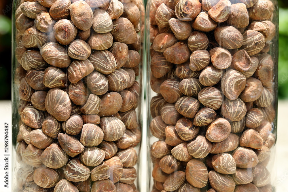 Close up twin Pachira aquatica,Bombax macrocarpum seed in the glass bottle Close up twin Pachira aquatica,Bombax macrocarpum seed in the glass bottle
