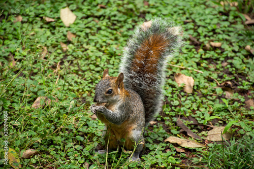 Ardilla silvestre color café comiendo cacahuates, en su hábitat natural dentro del bosque sobre la hierva © Diana