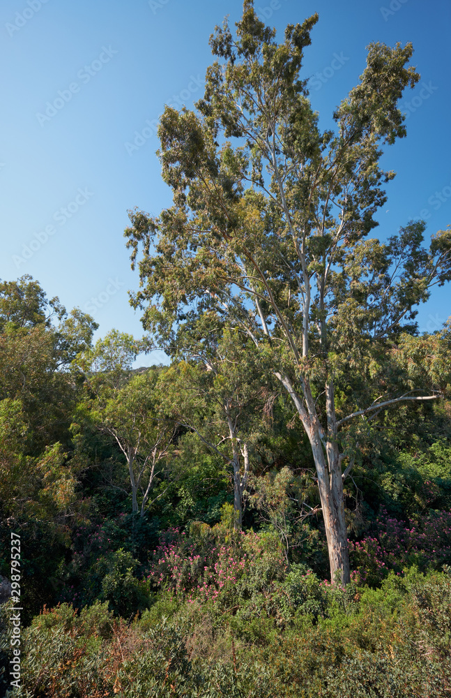 Obraz premium High eucalyptus in the Botanical garden near village of Latchi on Akamas Peninsula. Cyprus
