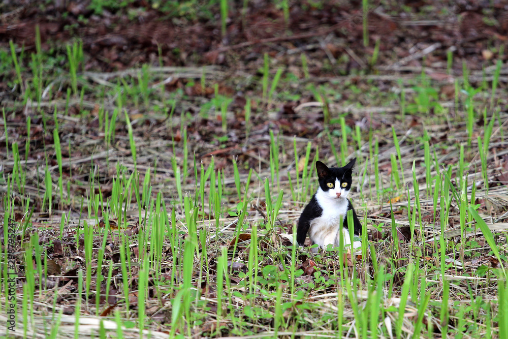 Beautiful cat playing in the garden green nature Beautiful cat playing in the garden green nature
