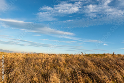 Tall dry grass sway in the wind on sky background