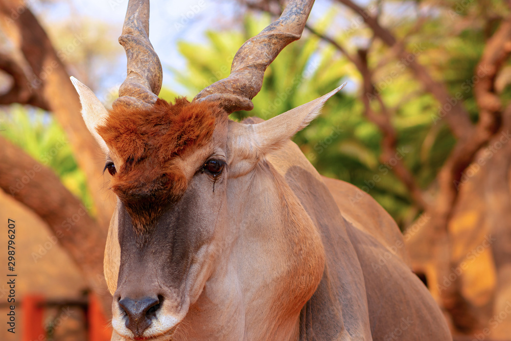 Beautiful Images of African largest Antelope. Wild african Eland antelope close up, Namibia, Africa Beautiful Images of African largest Antelope. Wild african Eland antelope close up, Namibia, Africa