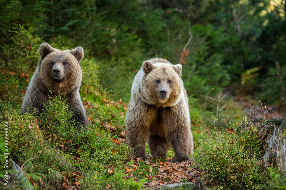 Fototapeta premium Brown bear in autumn forest