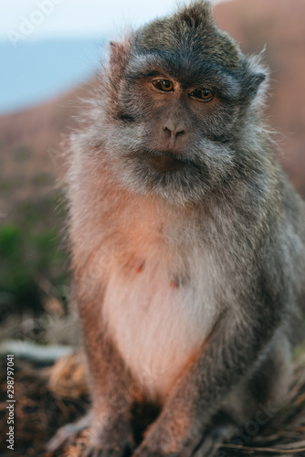 Monkey portrait macaque sunrise Batur point Bali Indonesia © irengorbacheva