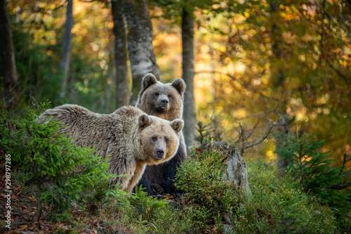 Brown bear in autumn forest © byrdyak