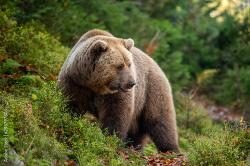 Brown bear in autumn forest