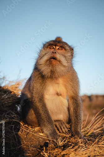 Monkey portrait macaque sunrise Batur point Bali Indonesia