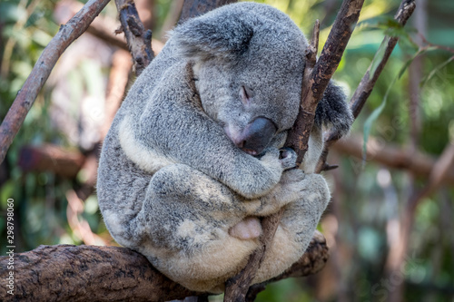 Sleepy bear in a gum tree 
