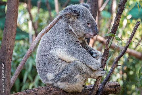 Koala bear in a gum tree 