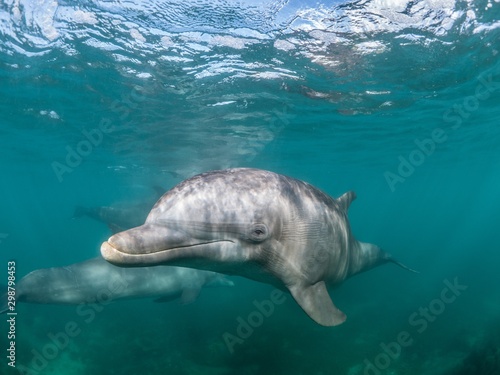 Fototapeta Beautiful shot of a Common bottlenose dolphin living his best life under the sea