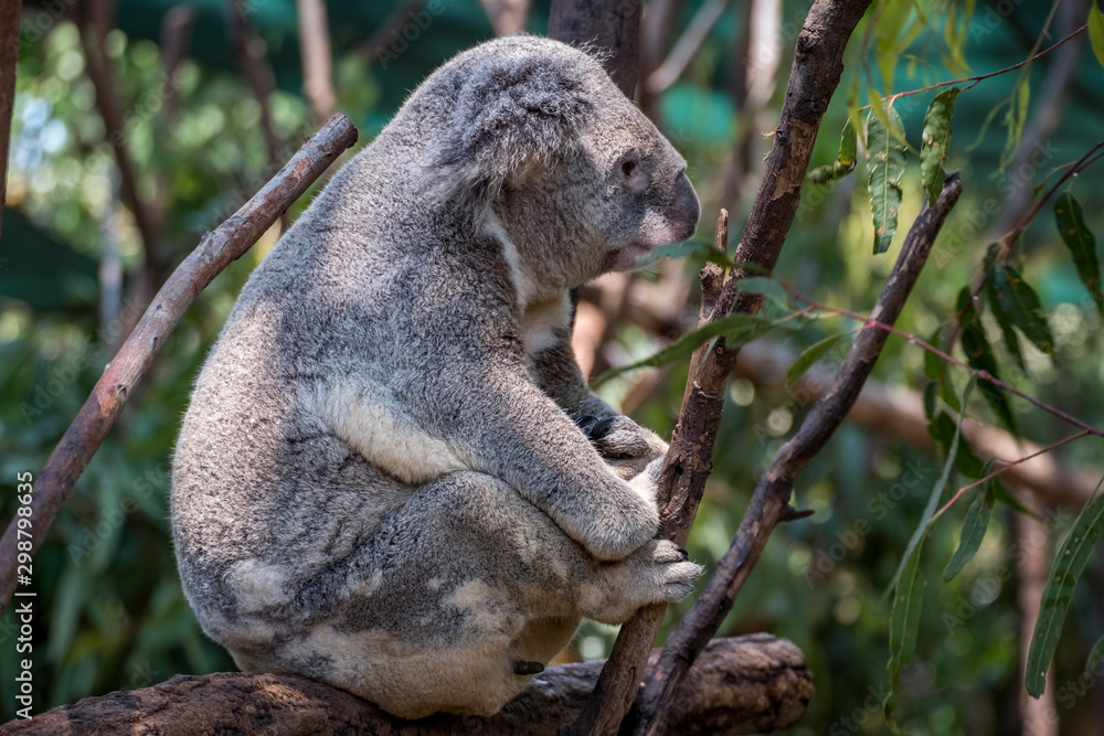Koala looking around at his surroundings Koala looking around at his surroundings