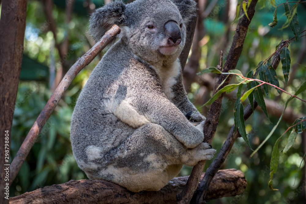 Obraz premium Koala sitting in a gum tree