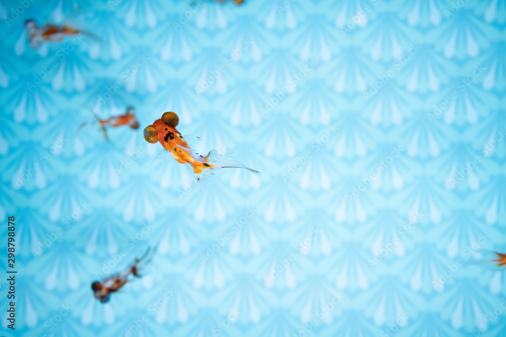 金魚