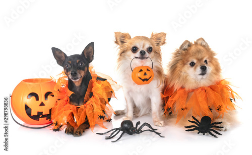 little dogs and halloween © cynoclub
