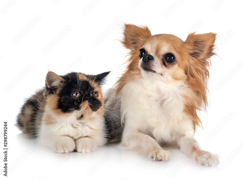 exotic shorthair and chihuahua