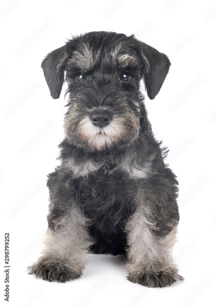 puppy miniature schnauzer