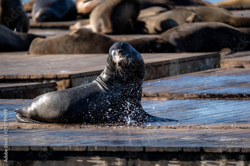 California sea lions in pier 39, San Francisco
